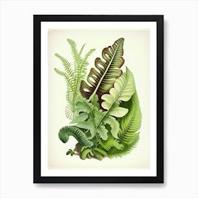 Snail With Fern Leaves Botanical Art Print