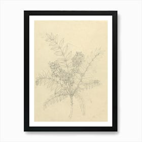 Clausena Anisata, Luigi Balugani Art Print