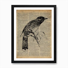 Starling Bird Art Print