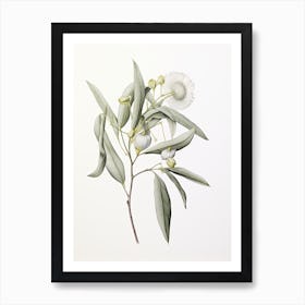 Eucalyptus Vintage Botanical Herbs 0 Art Print