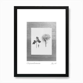 Chrysanthemum Botanical Collage 2 Art Print