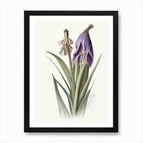 Orris Root Herb Pencil Colour Art Print