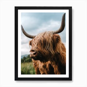 Scottish Highland Cattle Art Print