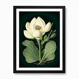 Bloodroot Wildflower Vintage Botanical 2 Art Print