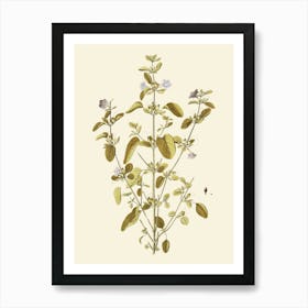 Thyme 1 Art Print