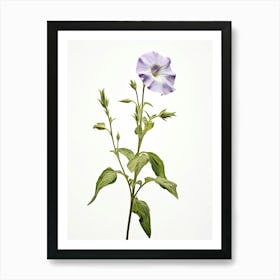 Pressed Wildflower Botanical Art Wild Petunia 1 Art Print