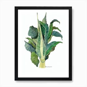 Angel Trumpet Plant (Brugmansia X Candida) Watercolor Art Print