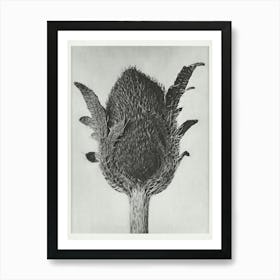 Oriental Poppy) (1928), Karl Blossfeldt Art Print