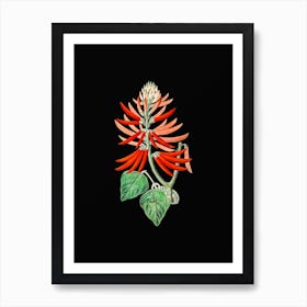 Vintage Naked Flowering Erythrina Botanical Illustration on Solid Black n.0135 Art Print
