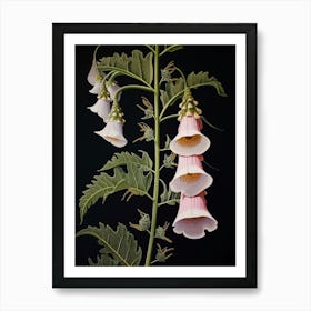 Flower Illustration Foxglove 2 Art Print