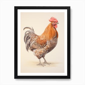 Vintage Bird Drawing Rooster 2 Art Print