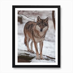 Wolf Expression Art Print