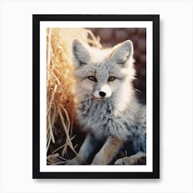 Kit Fox Photorealism 3 Art Print