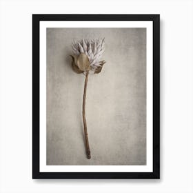 Everlasting 2 Art Print