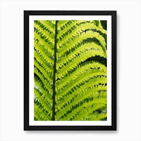 Lush green fern leaf, botanical close-up Art Print