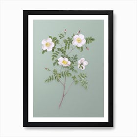 Vintage White Candolle's Rose Botanical Art on Mint Green Art Print