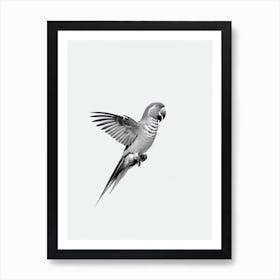 Parrot B&W Pencil Drawing 1 Bird Art Print