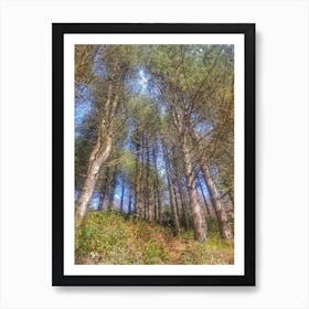 Pine Trees In The Forest Art Print