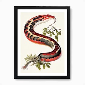 Western Coral Snake 1 Vintage Art Print