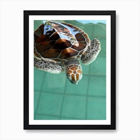 Turtle Swimming In Water Art Print