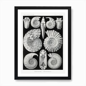Ammonitida–Ammonshörner, Ernst Haeckel Art Print