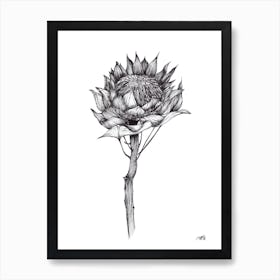 Black and White South African Protea Art Print