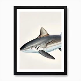 Broadnose Sevengill Shark Vintage Art Print
