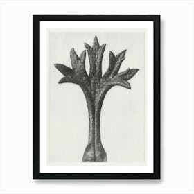 Willkomm S Saxifrage (1928), Karl Blossfeldt 1 Art Print