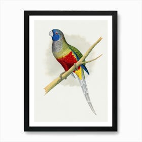 King Parrot Art Print