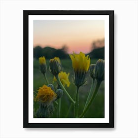 Sunset With Yellow Flowers Art Print