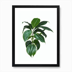 Split Leaf Philodendron (Philodendron Bipinnatifidum) Watercolor Art Print