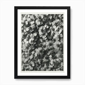 Achillea Millefolium (Common Yarrow) (1928), Karl Blossfeldt Art Print