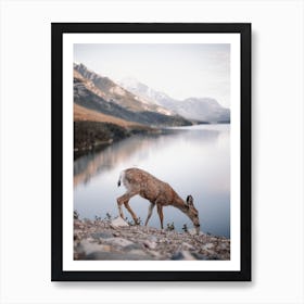 Scruffy Deer At Lake Art Print