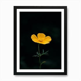 Single Yellow Cosmos Flower Art Print