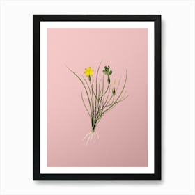 Vintage Golden Blue eyed Grass Botanical on Soft Pink n.0156 Art Print