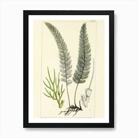 Ferns Art Print