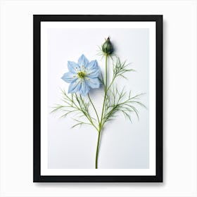 Pressed Flower Botanical Art Love In A Mist Nigella 3 Art Print