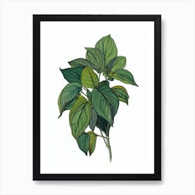 Swedish Ivy (Plectranthus Species) Watercolor Art Print