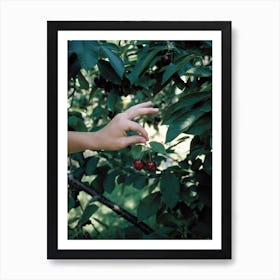 Cherry Picking Vintage Art Print