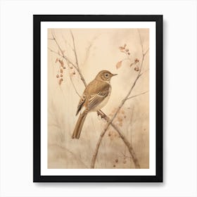 Vintage Bird Drawing Hermit Thrush 2 Art Print