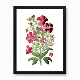 Sweet William 2 Floral Botanical Vintage Poster Flower Art Print