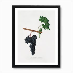 Dolcetto Grapes (Vitis Vinifera) From Pomona Italiana (1817 - 1839), Giorgio Gallesio Art Print