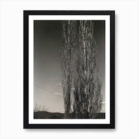 The Two Poplars, Lake George (1934), Alfred Stieglitz Art Print