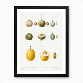 Common Plums, Pierre Joseph Redoute 1 Art Print