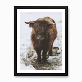 Winter Shaggy Cow Art Print