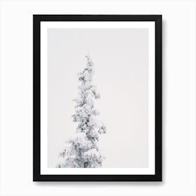 Snow Covered Pine Tree Art Print