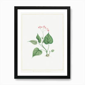 Begonia Erminea, Pierre Joseph Redoute Art Print