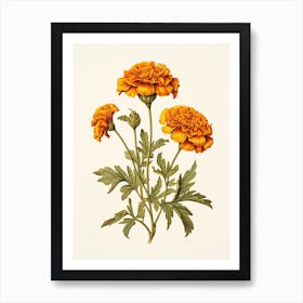 Marigolds Flower Vintage Botanical 1 Art Print