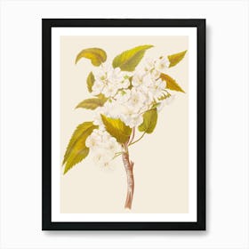 Cherry Blossoms 1 Art Print