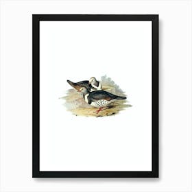 Vintage Wonga Wonga Pigeon Bird Illustration on Pure White n.0308 Art Print